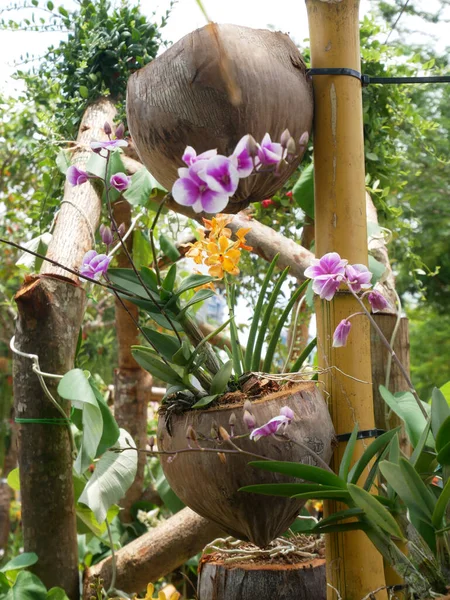 Fiori Sono Piantati Contenitori Fatti Vecchie Noci Cocco Questo Contenitore — Foto Stock