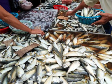 Taze balık ve diğer deniz ürünleri sulak pazarlarda satılıyor. Müşterinin seçebileceği bir pirenin içine yerleştirilir. Kolaylık için fiyat etiketi yerleştirildi.