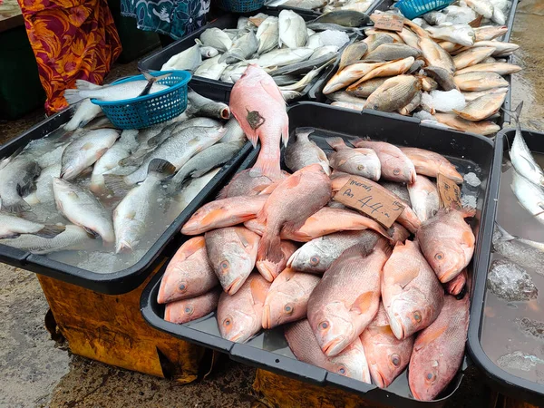 Peixe Fresco Outros Frutos Mar Estão Venda Mercados Húmidos Ele — Fotografia de Stock