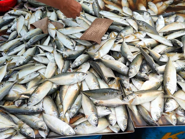 Peixe Fresco Outros Frutos Mar Estão Venda Mercados Húmidos Ele — Fotografia de Stock