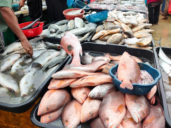 Peixe Fresco Outros Frutos Mar Estão Venda Mercados Húmidos Ele — Fotografia de Stock