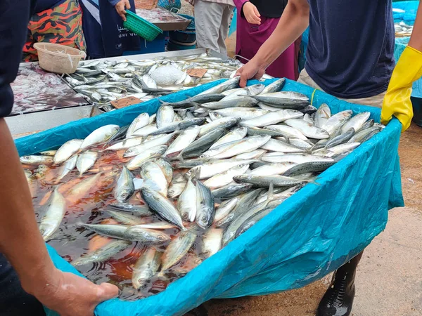 Свежая Рыба Другие Морепродукты Продаются Мокрых Рынках Помещается Блоху Выбор — стоковое фото