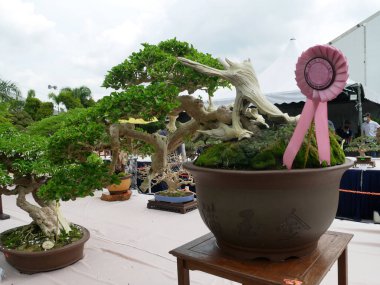 MELAKA, MALAYSIA -27 AĞUSTOS 2022: Halka açık bir parkta çeşitli bonsai ağaçları gösteriliyor. Bonsai azim ve sabır gerektiren bir hobi türüdür. Onu şekillendirmek için sanat gerekir..