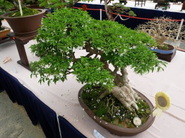 MELAKA, MALAYSIA -27 AĞUSTOS 2022: Halka açık bir parkta çeşitli bonsai ağaçları gösteriliyor. Bonsai azim ve sabır gerektiren bir hobi türüdür. Onu şekillendirmek için sanat gerekir..