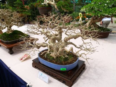 MELAKA, MALAYSIA -27 AĞUSTOS 2022: Halka açık bir parkta çeşitli bonsai ağaçları gösteriliyor. Bonsai azim ve sabır gerektiren bir hobi türüdür. Onu şekillendirmek için sanat gerekir..