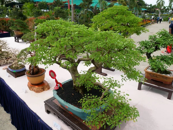 Melaka Malaysia Agosto 2022 Várias Árvores Bonsai São Mostradas Público — Fotografia de Stock