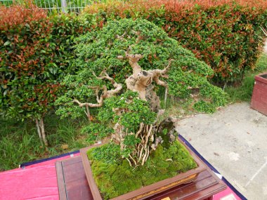 MELAKA, MALAYSIA -27 AĞUSTOS 2022: Halka açık bir parkta çeşitli bonsai ağaçları gösteriliyor. Bonsai azim ve sabır gerektiren bir hobi türüdür. Onu şekillendirmek için sanat gerekir..