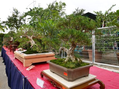 MELAKA, MALAYSIA -27 AĞUSTOS 2022: Halka açık bir parkta çeşitli bonsai ağaçları gösteriliyor. Bonsai azim ve sabır gerektiren bir hobi türüdür. Onu şekillendirmek için sanat gerekir..