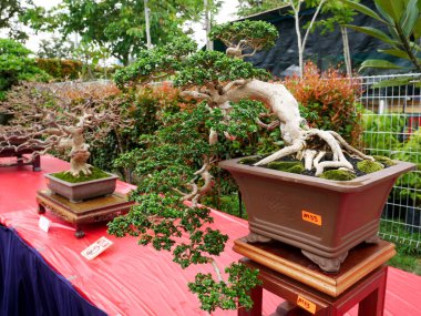 MELAKA, MALAYSIA -27 AĞUSTOS 2022: Halka açık bir parkta çeşitli bonsai ağaçları gösteriliyor. Bonsai azim ve sabır gerektiren bir hobi türüdür. Onu şekillendirmek için sanat gerekir..