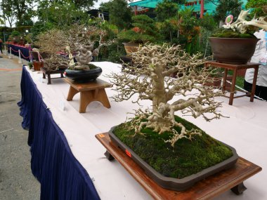MELAKA, MALAYSIA -27 AĞUSTOS 2022: Halka açık bir parkta çeşitli bonsai ağaçları gösteriliyor. Bonsai azim ve sabır gerektiren bir hobi türüdür. Onu şekillendirmek için sanat gerekir..
