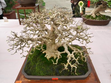 MELAKA, MALAYSIA -27 AĞUSTOS 2022: Halka açık bir parkta çeşitli bonsai ağaçları gösteriliyor. Bonsai azim ve sabır gerektiren bir hobi türüdür. Onu şekillendirmek için sanat gerekir..