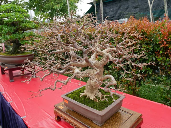 2022年8月27日 マレーシア メラカ市公園内に様々な盆栽が展示される 盆栽は忍耐と忍耐を必要とする趣味の一種です それを形にするのは芸術だ — ストック写真