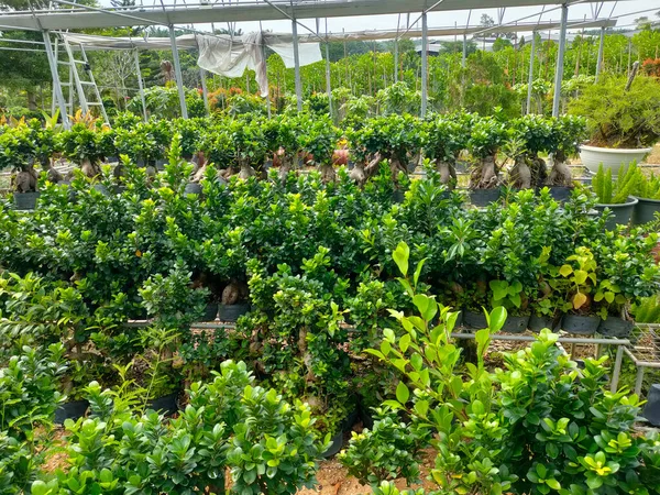 ジョア マレーシア 2022年5月4日 熱帯植物は植物保育園で栽培されています 保育園の大きなサイズは 多くの植物を収容することができます 種及び等級別に分類 — ストック写真