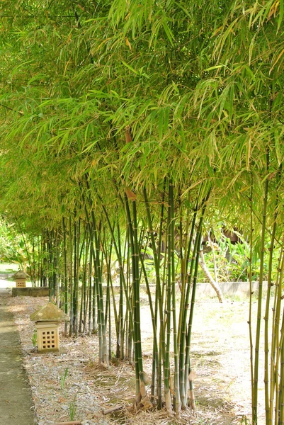 Nubi Alberi Bambù Bambù Può Essere Utilizzato Diversi Modi Tipo — Foto Stock