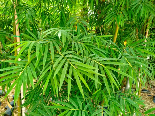 Clumps of bamboo trees. Bamboo can be used in a variety of ways and is a type of plant that is easy to grow and reproduce.