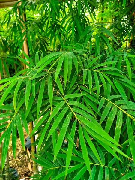 Clumps of bamboo trees. Bamboo can be used in a variety of ways and is a type of plant that is easy to grow and reproduce.