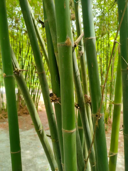 Clumps of bamboo trees. Bamboo can be used in a variety of ways and is a type of plant that is easy to grow and reproduce.