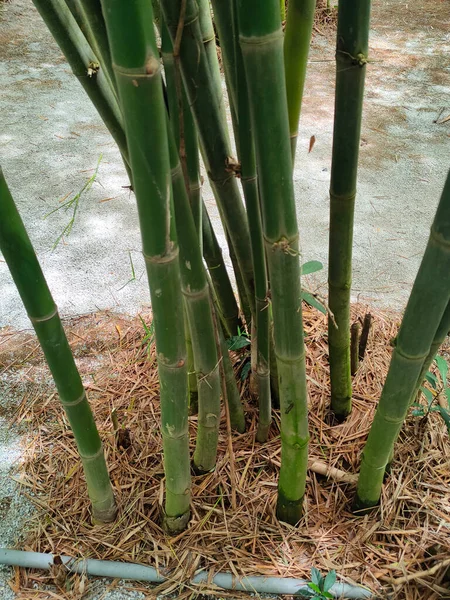 Clumps of bamboo trees. Bamboo can be used in a variety of ways and is a type of plant that is easy to grow and reproduce.