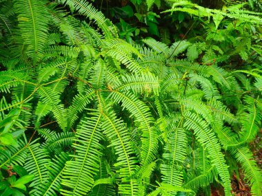 Ferns grow wild in the tropics. Shoots can be used as traditional cook & food. Shrubs of ferns can help keep the slope structure from eroding. clipart