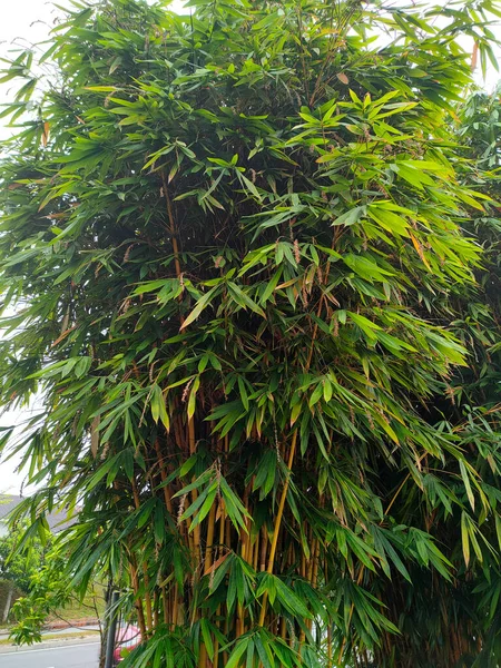 Hromádky Bambusových Stromů Bambus Lze Používat Různými Způsoby Druh Rostliny — Stock fotografie