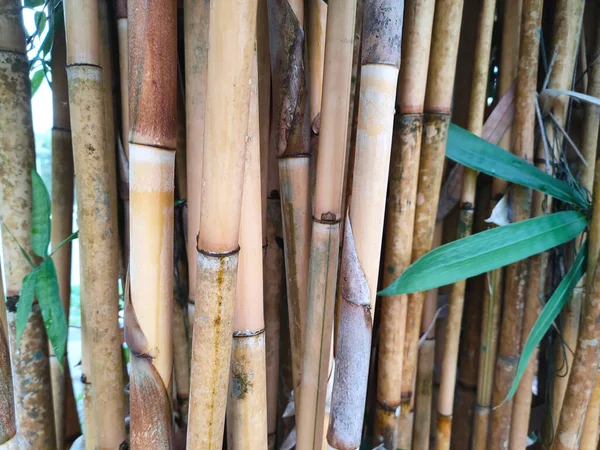 대나무 줄기들 이었다 대나무는 방법으로 수있으며 성장하고 번식하기 식물의 일종이다 — 스톡 사진