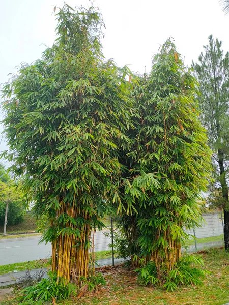 Pedaços Bambu Bambu Pode Ser Usado Várias Maneiras Tipo Planta — Fotografia de Stock