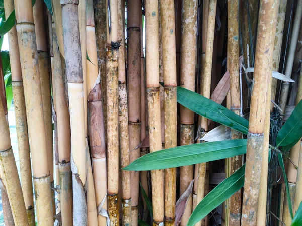 Clumps of bamboo trees. Bamboo can be used in a variety of ways and is a type of plant that is easy to grow and reproduce.