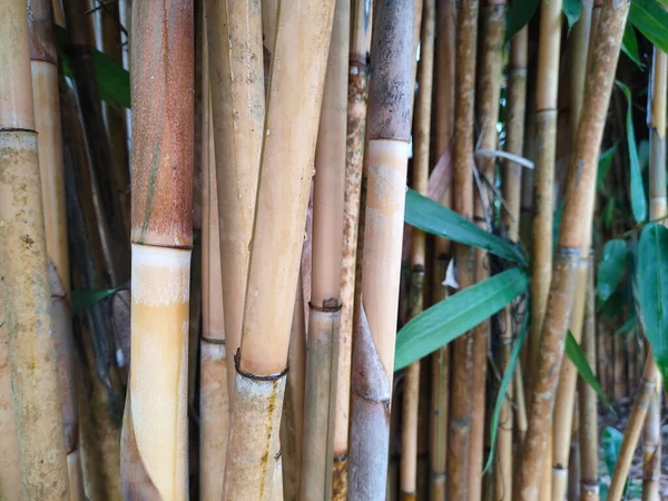 Clumps of bamboo trees. Bamboo can be used in a variety of ways and is a type of plant that is easy to grow and reproduce.