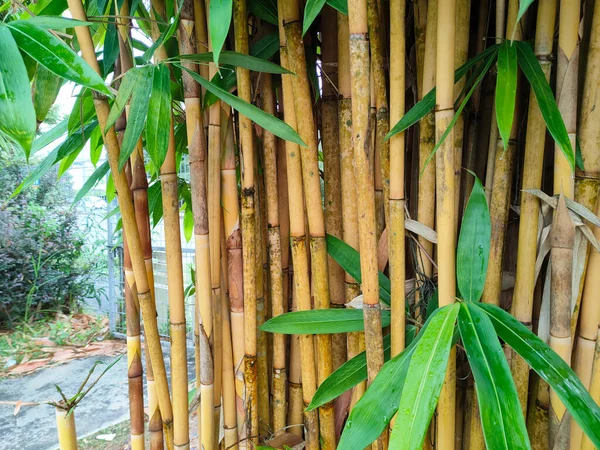 Clumps of bamboo trees. Bamboo can be used in a variety of ways and is a type of plant that is easy to grow and reproduce.