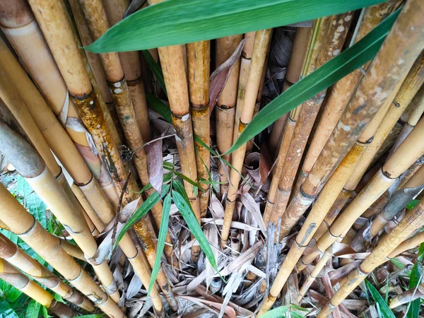 Clumps of bamboo trees. Bamboo can be used in a variety of ways and is a type of plant that is easy to grow and reproduce.