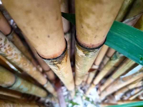 Grumos Árboles Bambú Bambú Puede Utilizar Varias Maneras Tipo Planta —  Fotos de Stock