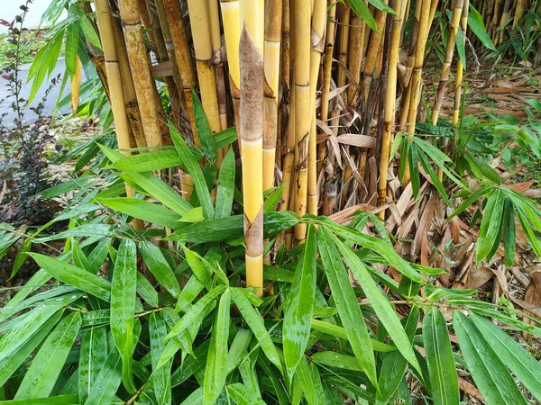 Hromádky Bambusových Stromů Bambus Lze Používat Různými Způsoby Druh Rostliny — Stock fotografie