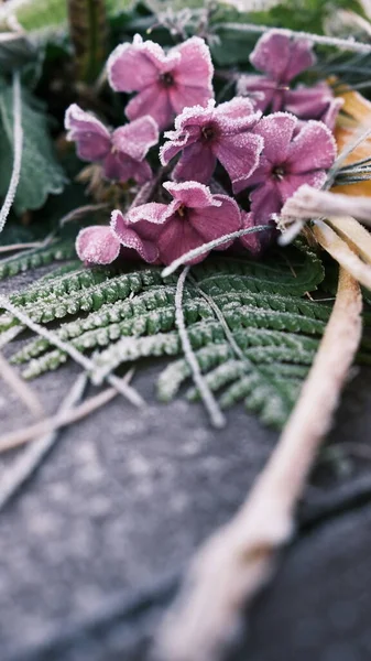 Closeup shot of flowers covered with frost laying on the table. Text ready. Wallpapers