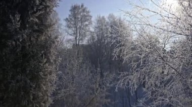 Kışın, kar taneleri ve don kaplı orman dallarının yakın görüntüsü.