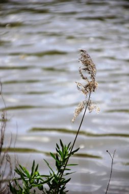 Ormandaki gölün güzel manzarası
