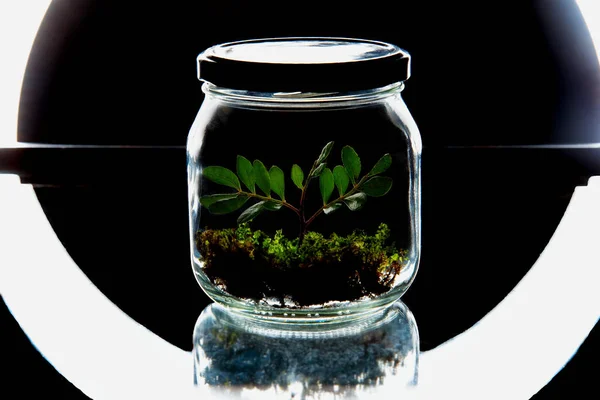 Ramo com folhas verdes e musgo no frasco de vidro sobre fundo preto. — Fotografia de Stock
