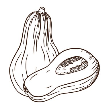 Çizgi Sanat Olgun Tereyağlı Ezme Çizgisi. Sonbahar balkabağı ikonu. Taze kabak eskizi. Sonbahar dekoratif tasarım elementi, Cadılar Bayramı daveti, hasat, çıkartma, baskı, logo, menü, tarif