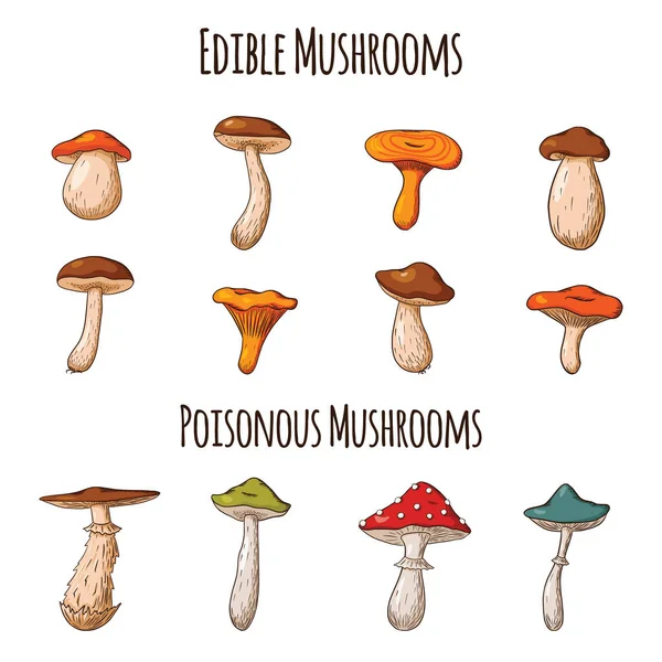 Набір лісових грибів. Колекція ручних мальованих їстівних грибів. Білий гриб, росія, болець, лисичка. Векторні ілюстрації для логотипу, меню, друку, наклейки, дизайну та прикраси — стоковий вектор