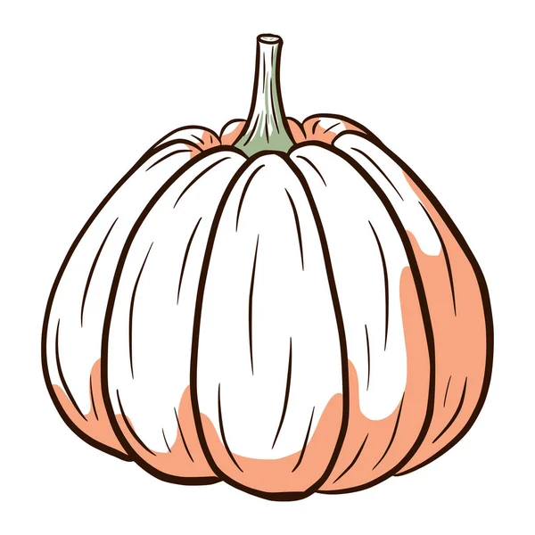 Dojrzały Obraz Squasha Jesienna Ilustracja Żywności Szkic Dyni Element Dekoracyjny — Wektor stockowy