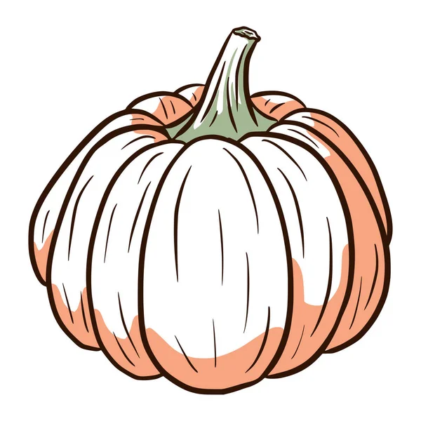 Mogen Gourd Bild Vintersquash Illustration Handritad Pumpa Skiss Element För — Stock vektor