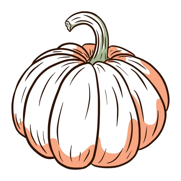 Dojrzały Obraz Dyni Jesienna Ilustracja Żywności Świeży Szkic Squasha Element — Wektor stockowy