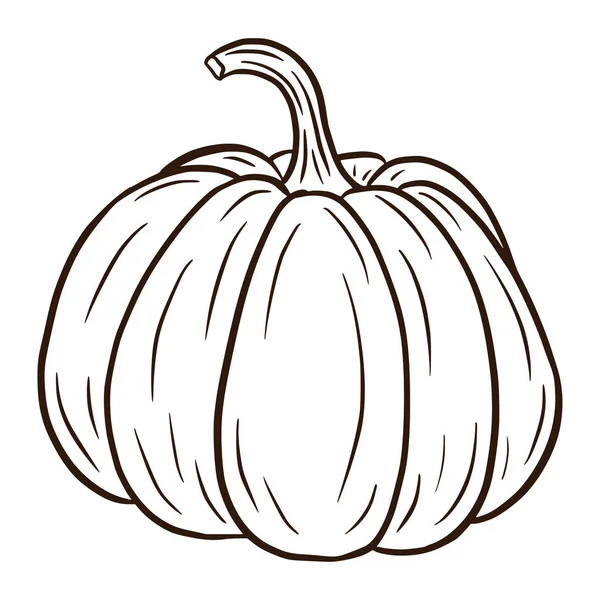 Line Art Shugar Pumpan Illustration Höstmatsikonen Mogen Squashskiss Element För — Stock vektor