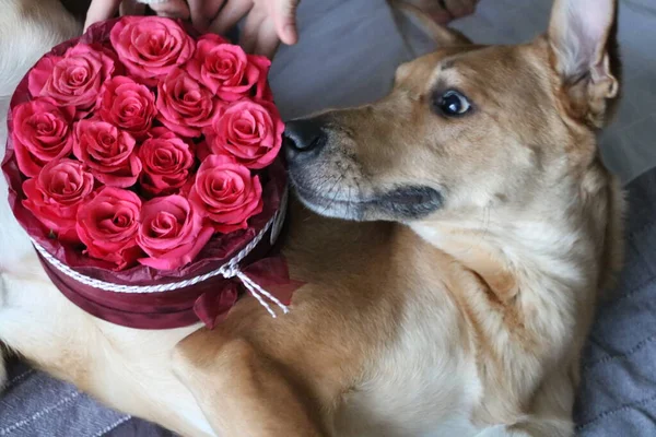 Hund Blumen Lieben Den Februar — Stockfoto