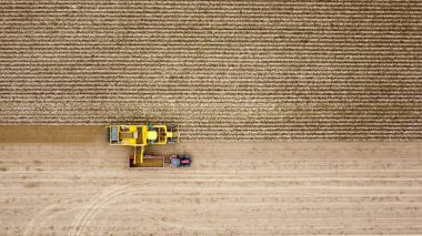 Patatesleri hasat makinesi ve traktörle hasat etme görüntüsü. Bir çiftlikte.