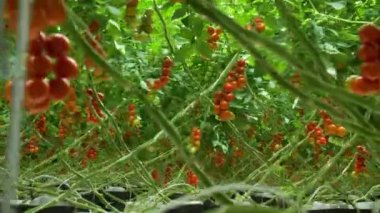 Organik domatesli sera. Kamera ile çekilen 4K bebek olgun kırmızı domatesleri takip ediyor..