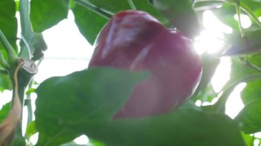 Cam bir serada kırmızı bir dolma biberin yakın çekimi ve güneş ışığı içeri ışıyor. Aşırı yavaş çekim 180 fps.