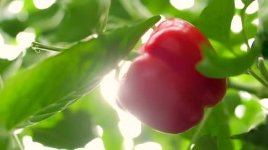 Cam bir serada kırmızı bir dolma biberin yakın çekimi ve güneş ışığı içeri ışıyor. Aşırı yavaş çekim 180 fps.