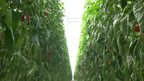 Red bell peppers in a modern glass greenhouse. Dolly shot with camera tracking through the bell peppers. Paprika. Slow-motion 4k. — Stock Video