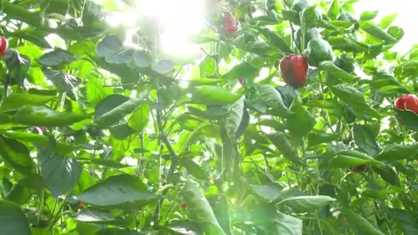 Röd paprika i ett modernt glas växthus. Dolly sköt med kamera spårning genom paprikan. Paprika. Långsamma rörelser 4k. — Stockvideo