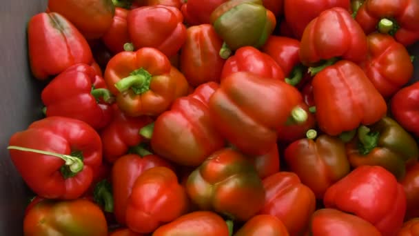 Freshly harvested healthy bell peppers at greenhouse are collected in a large container inside a modern glass greenhouse. 4K slow-motion. — Stock Video